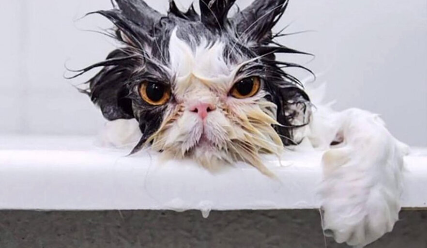 Как помыть кота, что бы он не вскрыл Вам вены?